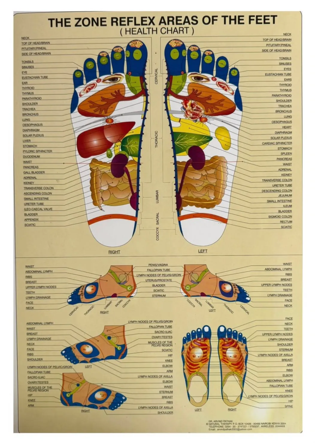 Educational reflexology foot-zone chart